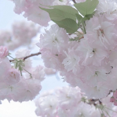 兽设冰川场景绘制福瑞群